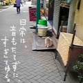 猫がつぶやく