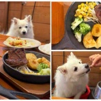 シェビーズのブログ