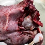 風の動物病院のブログ