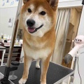 うるま店 トリミング🐶✂️