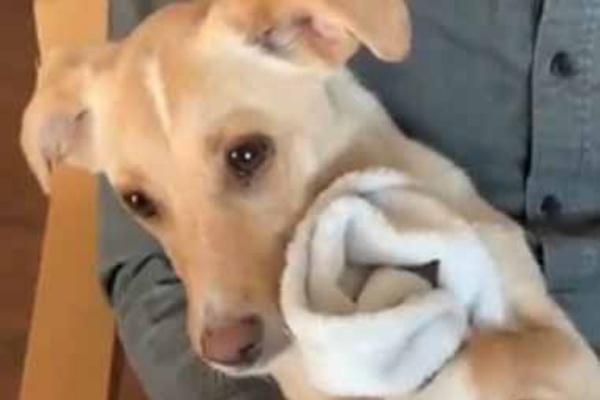 子イヌは毛布とぬいぐるみが好き そして飼い主にぴたっ しあわせですが なにか 猫の動画 ねこわん