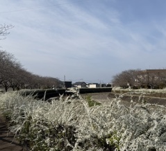 2026　見頃です！大上戸川沿いのユキヤナギ（大村市西三城町ほか）