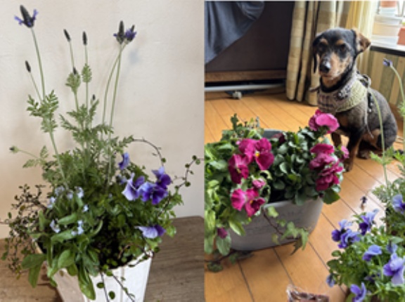 ☆　直近１週間のＸより