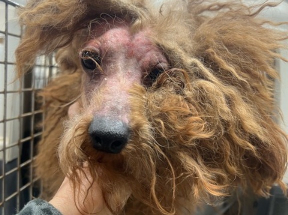 本当に悲惨な犬達です。。。