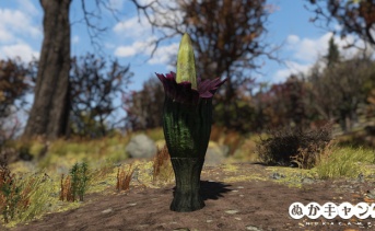 Activity: Death Blossoms