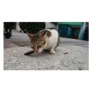 ネコと一緒に暮らしたい