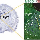 『『つながる脳科学』はスリリングな読書体験。』の画像