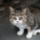 『KAMLAN50/1.1による猫ちゃん　2024/04/21』の画像
