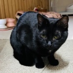 annex ニャンコのずっとのお家探し。