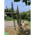 伸びて伸びて