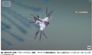 交易のレッドラ、海水浴のブルドラ…！？