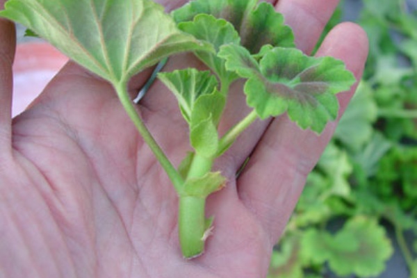 アップルブロッサムの挿し木 徒然花