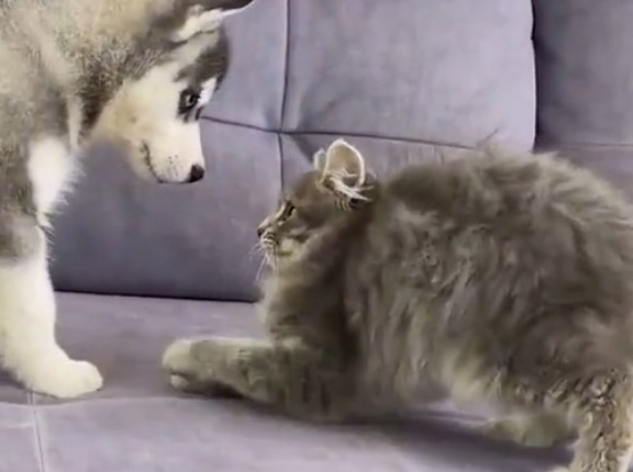 緊張していた子犬と子猫の出会い…すぐに仲良くなる