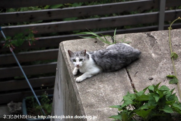 ネコじかけのＢｌｏｇ - サバ白ネコ