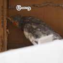 ニューの幸せ顔