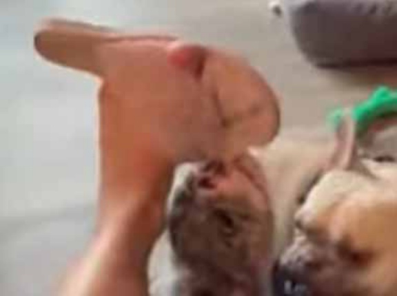 私が履いているスリッパを子犬が噛んでいた。コラッそんなことしちゃダメだ！ → 先輩犬はこうします…