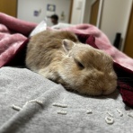 うさぎブログ　うさぎのしっぽ公式ブログ「日々しっぽ」