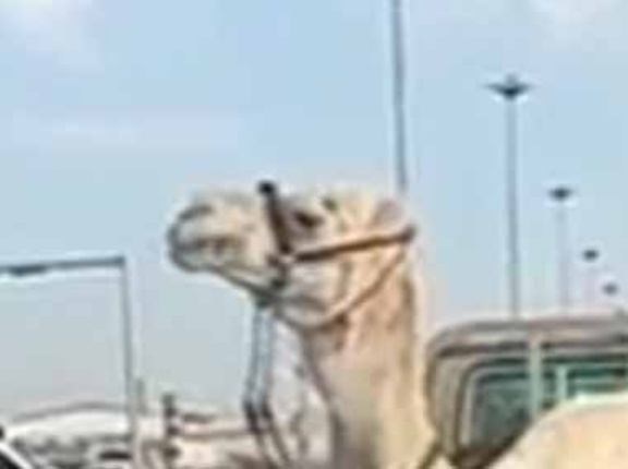 車の荷台に１頭のラクダが乗っていた。信号で止まる → ラクダ、いただきます…