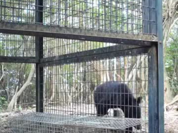 神戸市でクマ出没　センサーカメラが撮影　神戸市内では初の確認　付近のゴルフ場などに注意呼びかけ