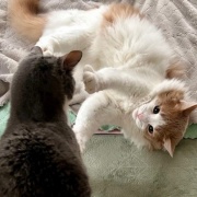 じゃれ合い相手を探している猫と猫トイレのお話