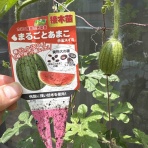 週末ガーデニング DASH庭