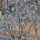 コブシと桜が満開です！