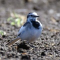 令和6(2024)年3月27日の鳥さん Vol.1　国分川で野鳥の観察･撮影 カワセミが結構登場!!ジョウビタキのメスも現る!!魚の坂上りを見た!!