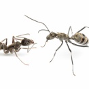 トゲオオハリアリ・・・。じゃなくてトゲアリ！？