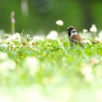 Tokyo_wildbirdpark_blog