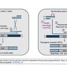 Precision BioSciences社からARCUS®ヌークレアーゼが柔軟かつ効率的な遺伝子挿入システムとする査読論文が発表された