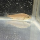 シルバーパーチ Bidyanus welchi