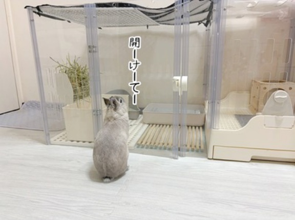 うさぎのルリ(9/12追記)