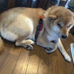 ぶろぐぱなぱな（verⅡ）