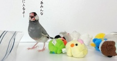 ムニュマムたちを片づけてください