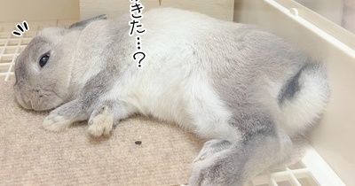うさぎのルリ(8/12追記)