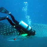 『四国旅行記(手打ちうどんよしや、久札大正町市場)』の画像