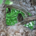 2026天然記念物大銀杏でアオバズクを撮る4🦉📸（足利市鑁阿寺）