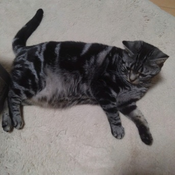 実物のﾈｺﾁｬﾝたちセカンド241