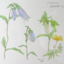 ヤマホタルブクロ