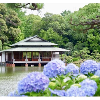 紫陽花咲く「清澄庭園」へ