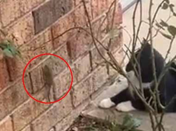 家の壁をネズミが登っていた。猫がそれを見ている。捕まえてくれるかな？ → ファッ！？…