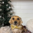 １２月の予約状況