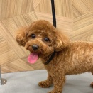 トリミングブログ