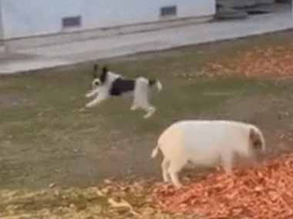 庭の落ち葉に喜ぶのは犬だけじゃない。ヒャッハ～！ → うちのペットはこうなります…