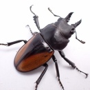 シミリスマルバネクワガタ(2025年ビークワレコード血統)飼育記2023~