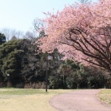 『【新年度】2025 年度もよろしくお願いいたします』の画像