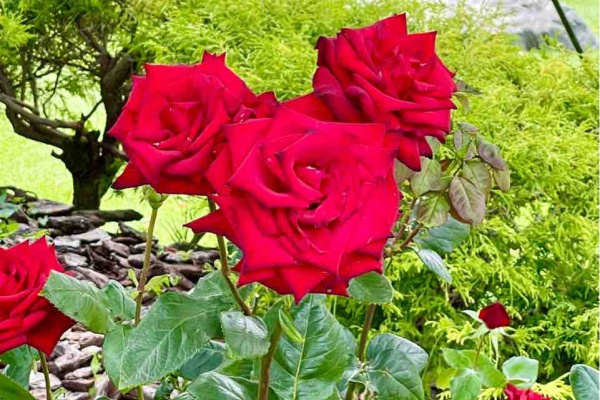 噂のdヲタくんのディズニーレポート 隠れミッキー