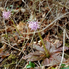 飛騨かなやまの桜　開花状況 2026