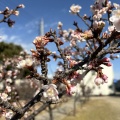 1月30日開花状況