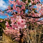 Hawaiiはやっぱり★Paradiseのblog